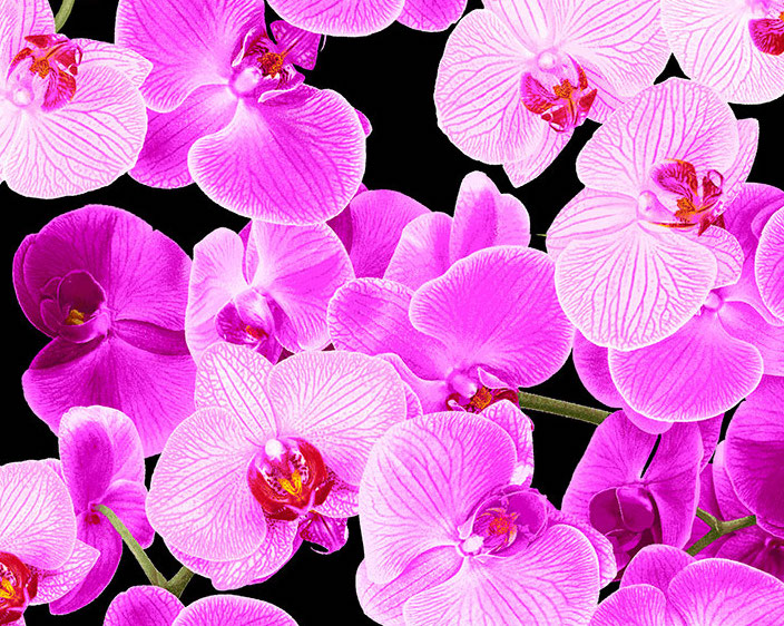 Orchideen auf schwarz - 1 Stück = 1,80 Meter