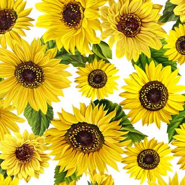 Sonnenblumen auf weißem Grund - 1 Stück = 3,00 Meter